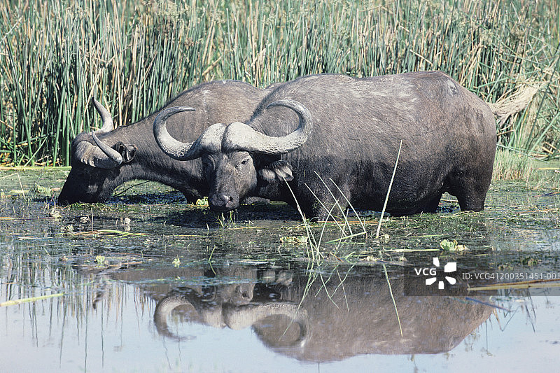 非洲沼泽中一对正在觅食的非洲水牛图片素材