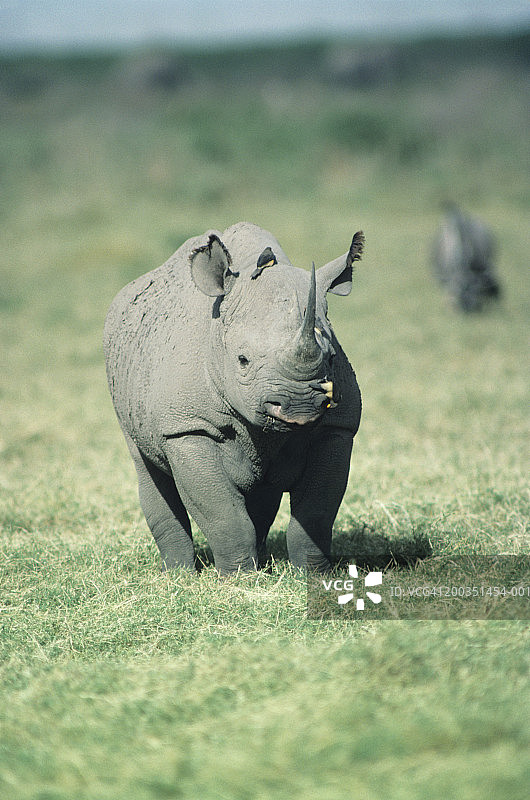 带有食蜱鸟的黑犀牛图片素材