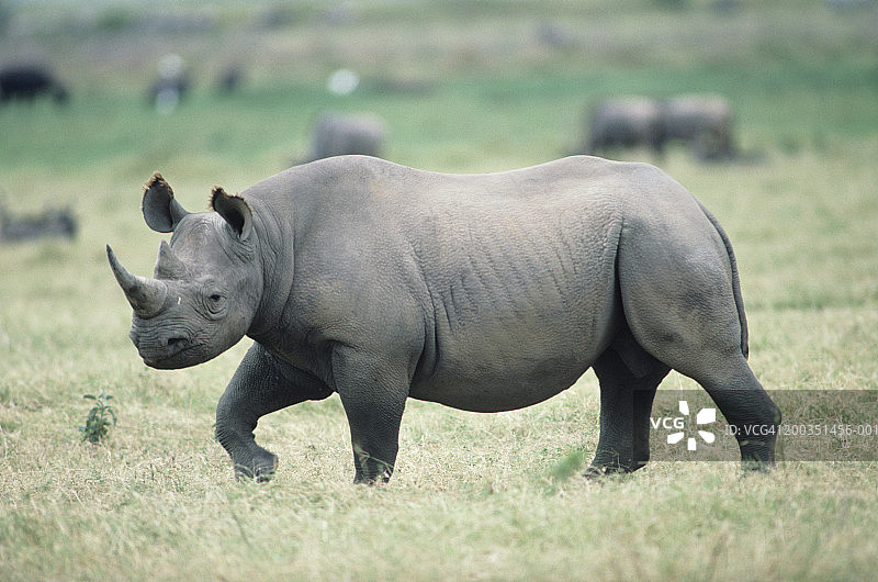 警惕的黑犀牛图片素材