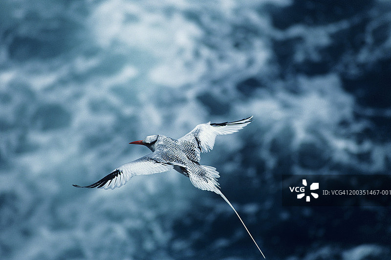 高角度视角下飞翔的红嘴鹲图片素材