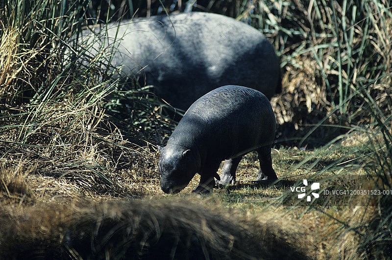 非洲小河马与成年河马图片素材