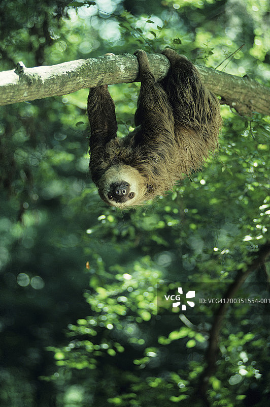 霍夫曼二趾树懒，中美洲或南美洲图片素材