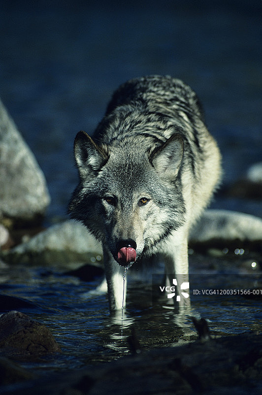 秋季饮水的灰狼图片素材