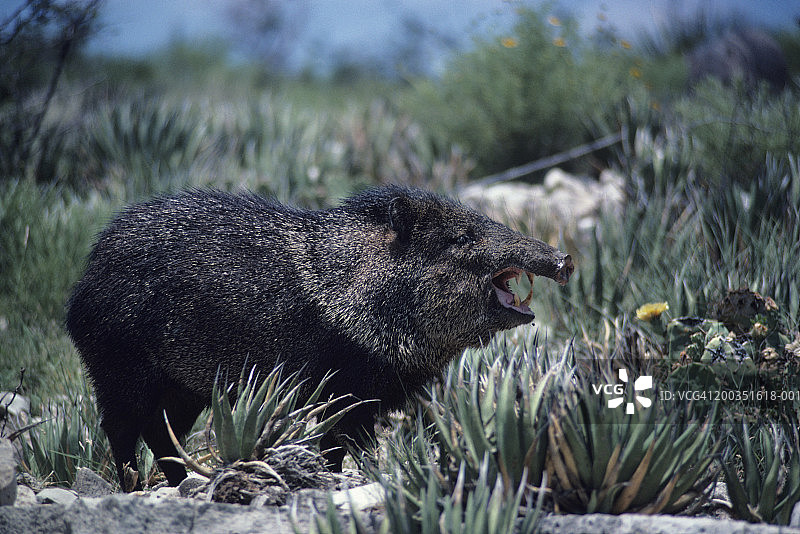 北美地区，领西貒在开花的仙人掌中打哈欠图片素材