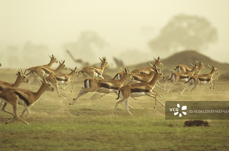 奔跑的汤姆森瞪羚，非洲图片素材