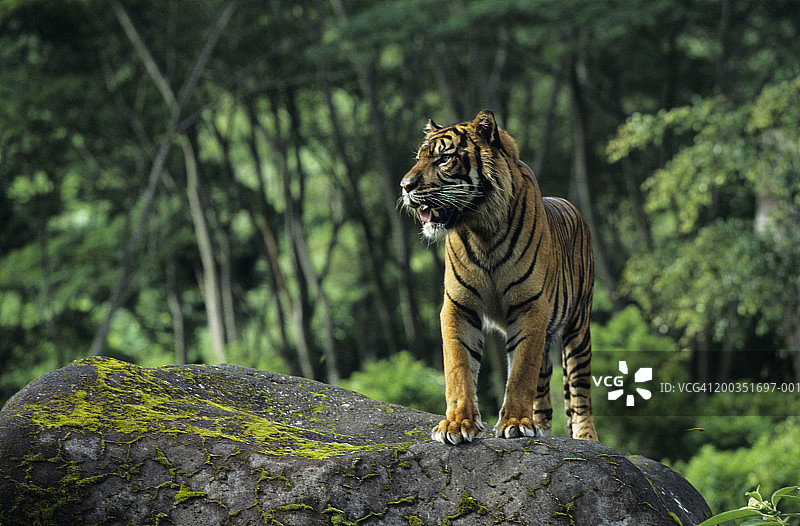 站立在岩石上的苏门答腊虎图片素材