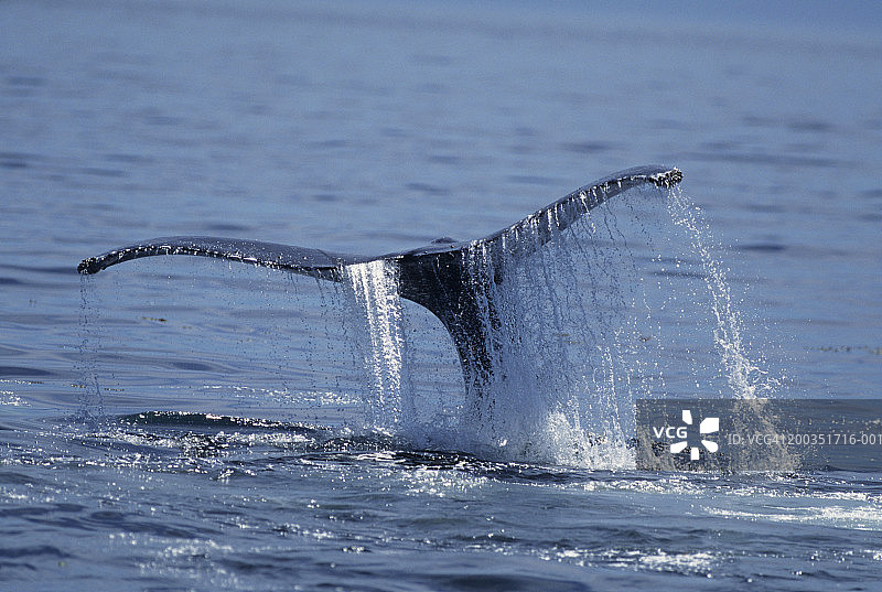 座头鲸拍打尾巴图片素材