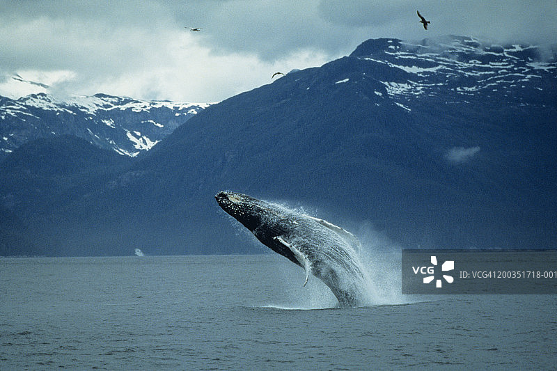 座头鲸跃出水面图片素材