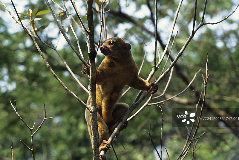 中美洲或南美洲的蜜熊图片素材