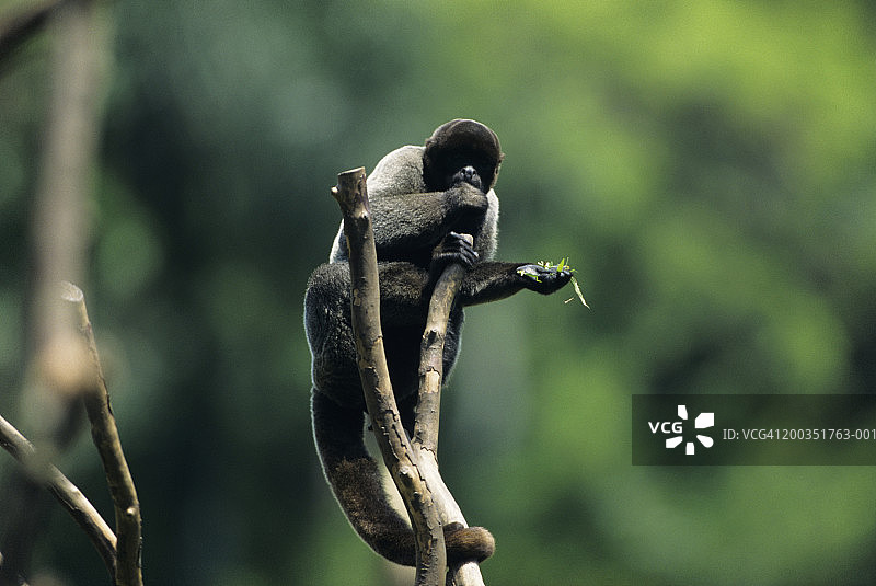 中南美洲的 волосатый обезьяна图片素材