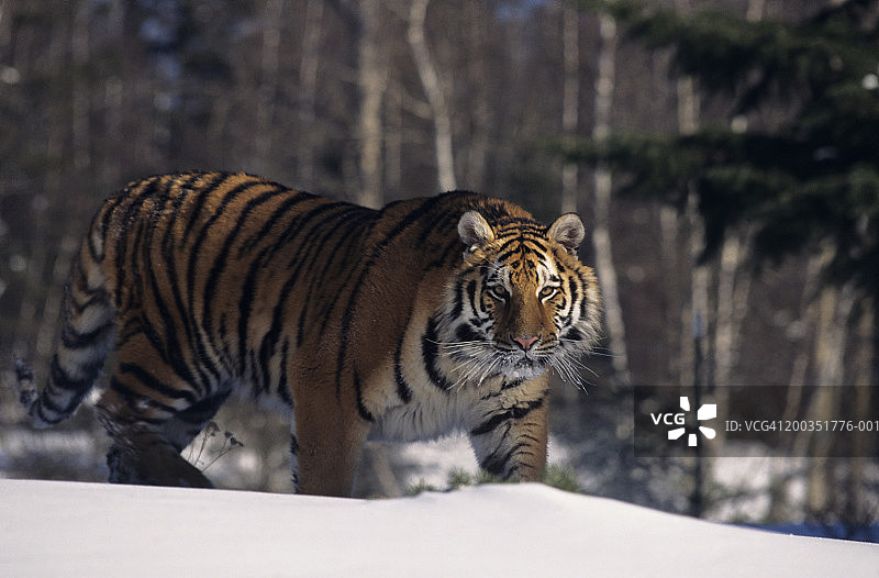 雪地里的东北虎（Panthera tigris altaica）图片素材
