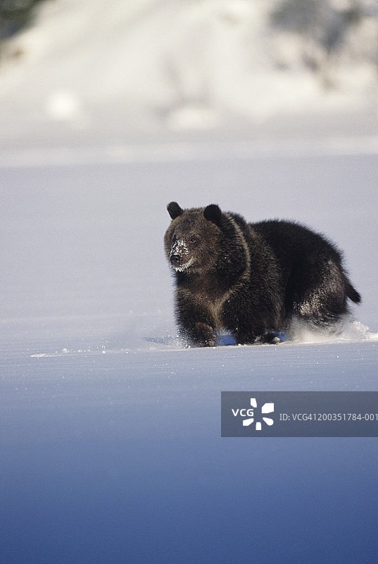 在厚厚的积雪中奔跑的灰熊（Ursus arctos）图片素材