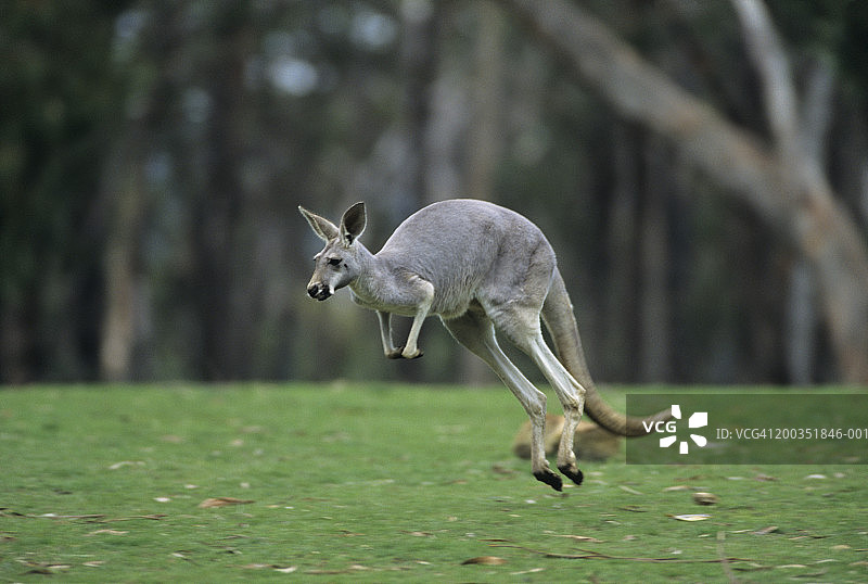 红袋鼠跳跃图片素材