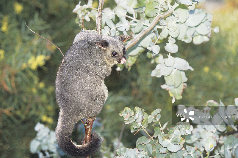 澳大利亚树上的常见毛尾袋貂图片素材