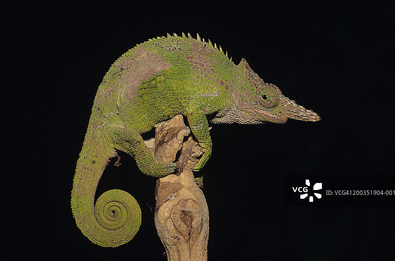 费舍尔变色龙（Chamaeleo fischeri）特写图片素材