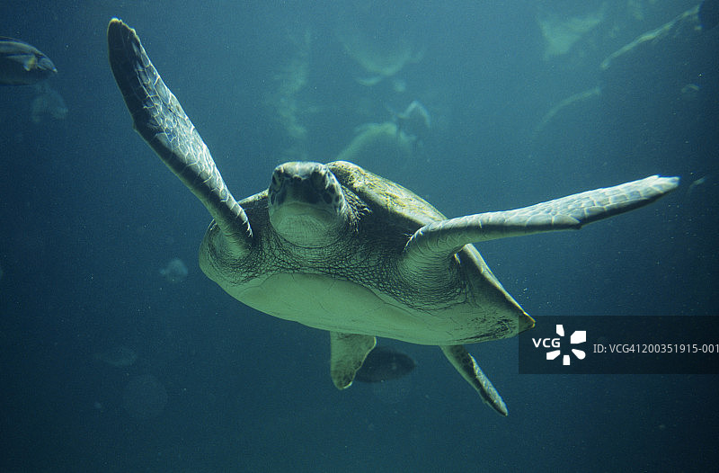 绿海龟（Chelonia mydas），巴哈马群岛，西印度群岛图片素材