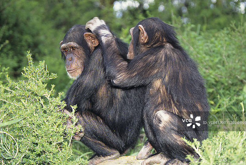 黑猩猩（Pan troglodytes）互相梳理毛发图片素材