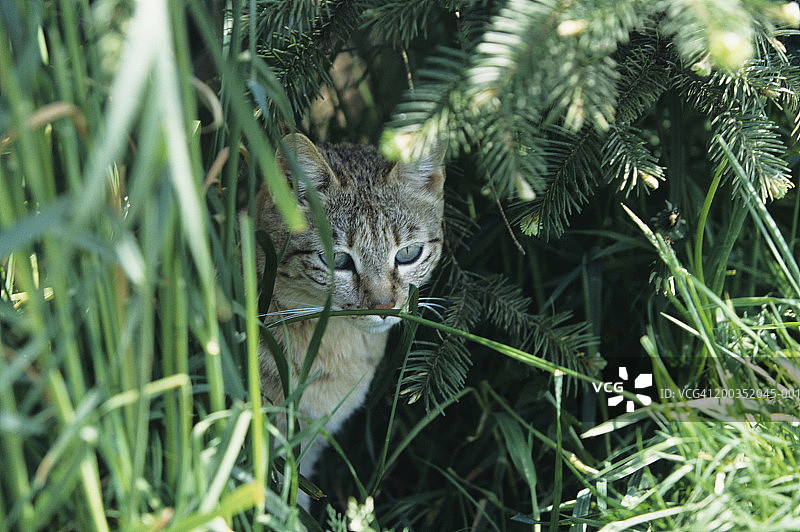 亚洲印度沙漠猫（Felis silvestris ornata）图片素材