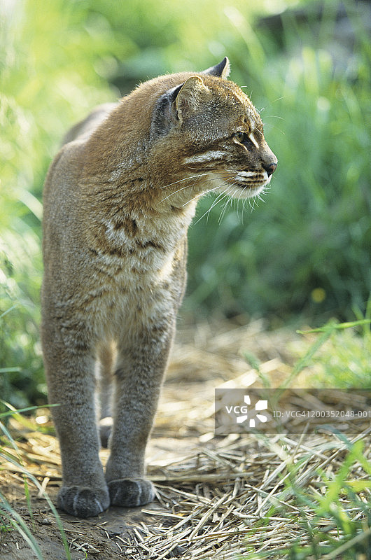 亚洲金猫或金猫（Captopuma temmincki），亚洲图片素材