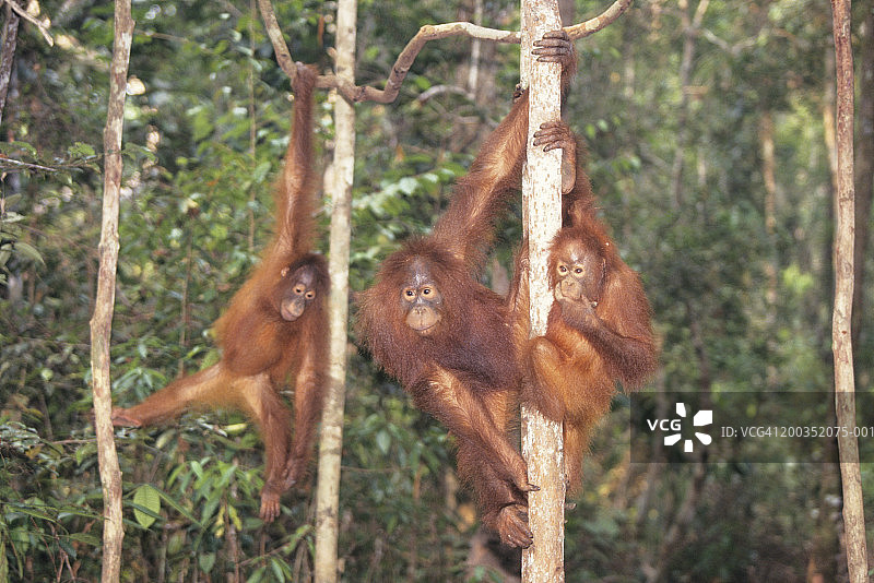 树上的婆罗洲猩猩图片素材