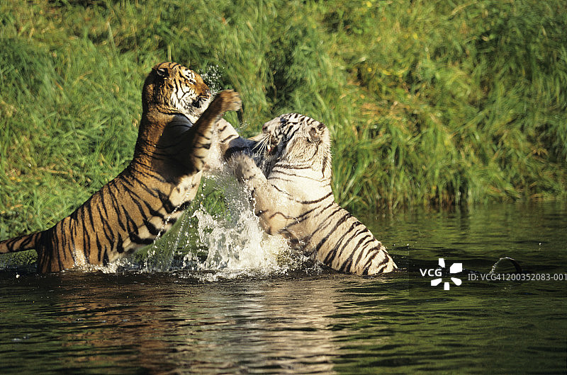典型的孟加拉虎（Panther tigris tigris）和白色孟加拉虎打斗图片素材