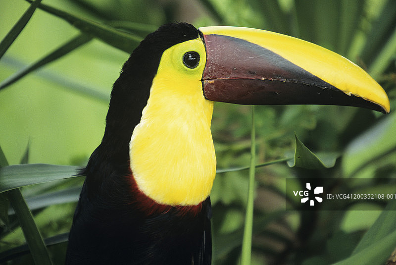 栗嘴巨嘴鸟（Ramphastos swainsonii）特写图片素材