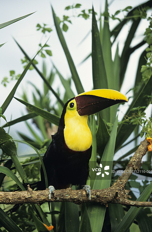 树枝上的栗嘴巨嘴鸟（垂直视角）图片素材