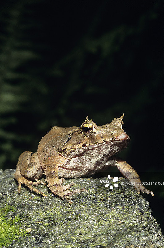 所罗门群岛睫毛蛙图片素材
