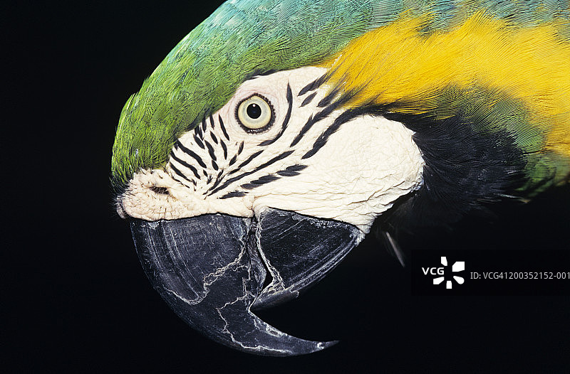 蓝色和黄色金刚鹦鹉（Ara ararauna）特写图片素材