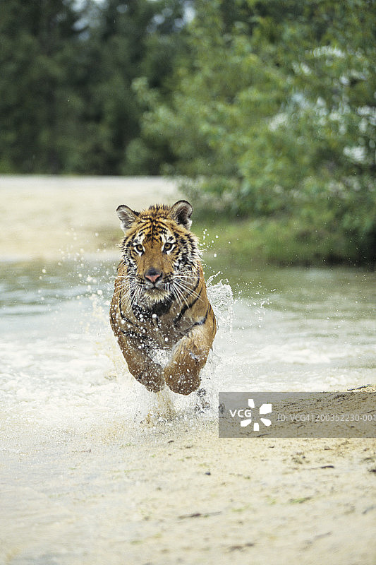 孟加拉虎（Panthera tigris tigris）冲出水面图片素材