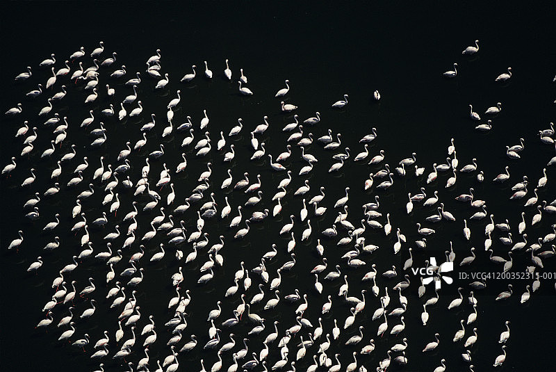 非洲肯尼亚马加迪湖的小红鹳鸟群（航拍）图片素材