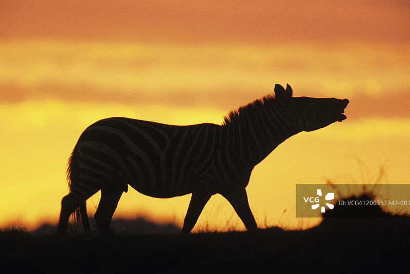 肯尼亚马赛马拉的布氏斑马（学名：Equus burchelli）图片素材