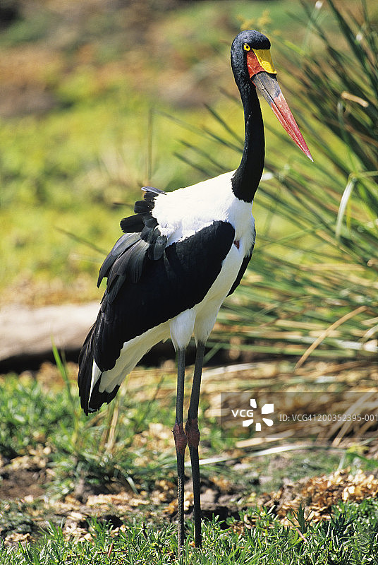 非洲肯尼亚的鞍嘴鹳图片素材