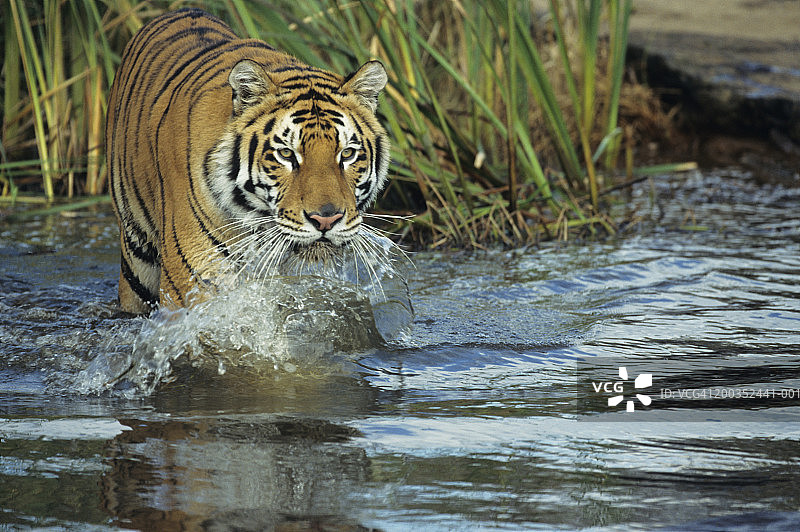 孟加拉虎（Panthera tigris tigris）在水中跋涉，印度，尼泊尔图片素材