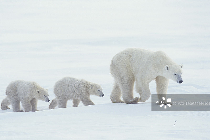 北极熊（Ursus maritimus）带着幼崽行走，加拿大图片素材