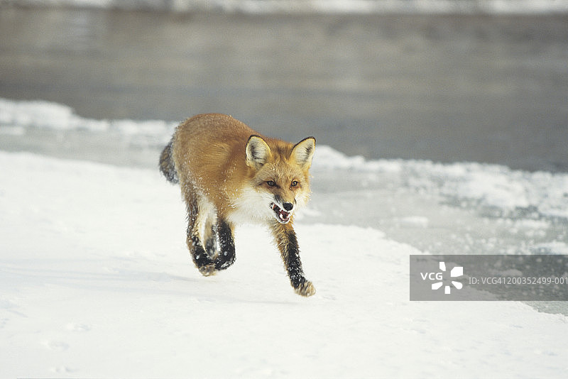 美国明尼苏达州雪地奔跑的红狐（Vulpes vulpes）图片素材