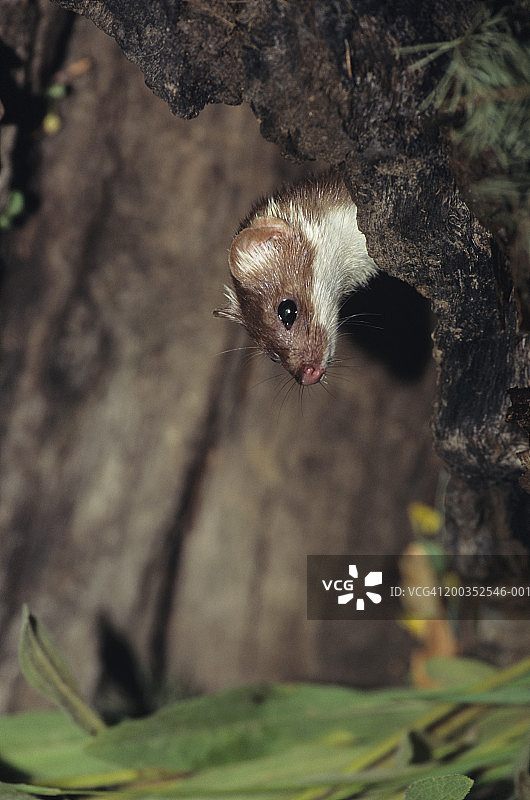 长尾鼬与木头，美国图片素材