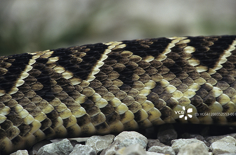 菱斑响尾蛇身体特写，肯塔基州图片素材