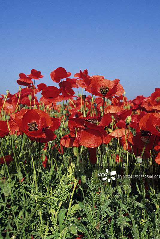 法兰德斯或红色玉米罂粟(Papaver rhoeas)，野生花卉，美国田纳西州图片素材