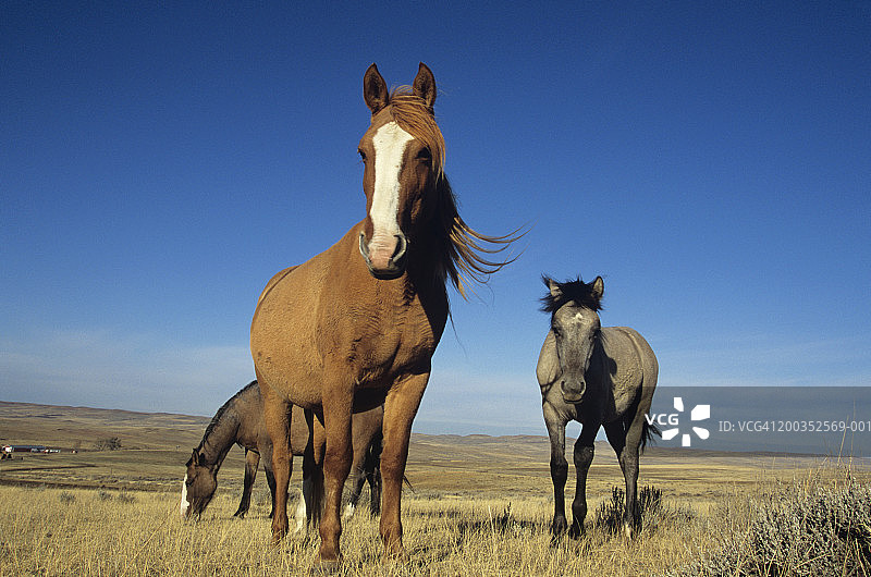 西班牙野马（Equus caballus），美国怀俄明州的野马图片素材