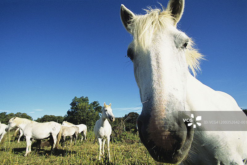 卡马格马特写，法国图片素材