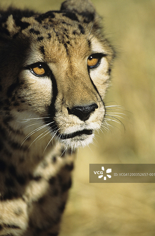 猎豹头像图片素材