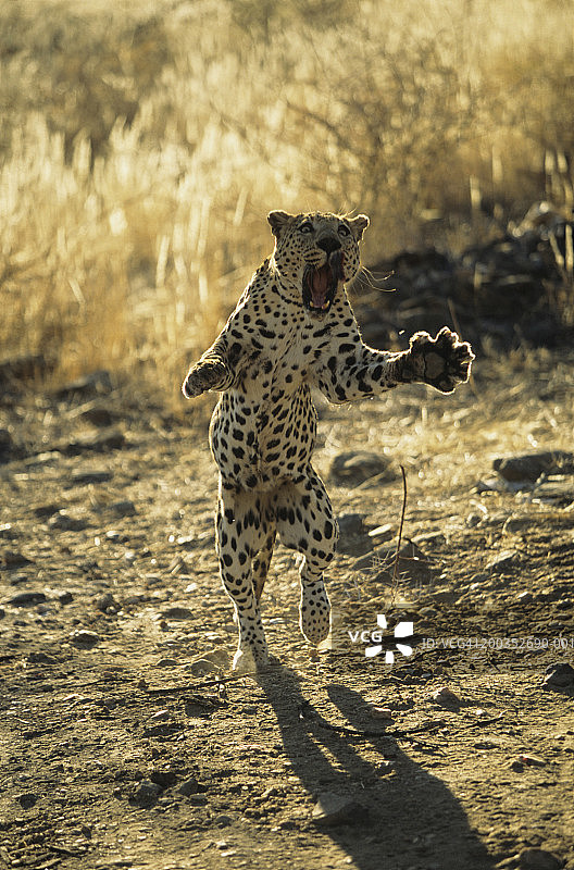 纳米比亚非洲豹图片素材