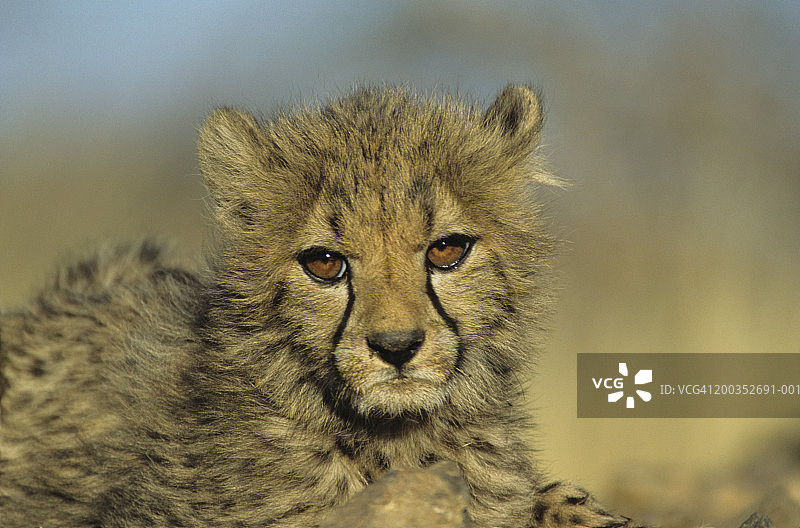 幼年猎豹特写图片素材