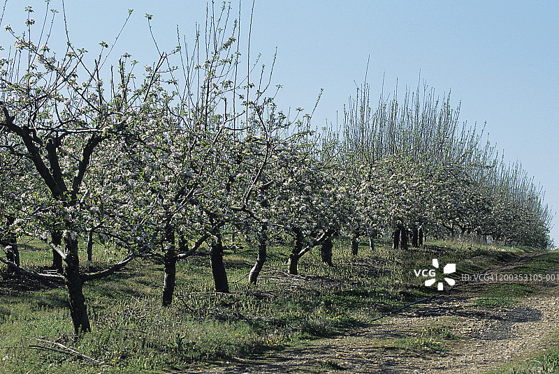 盛开的苹果园图片素材