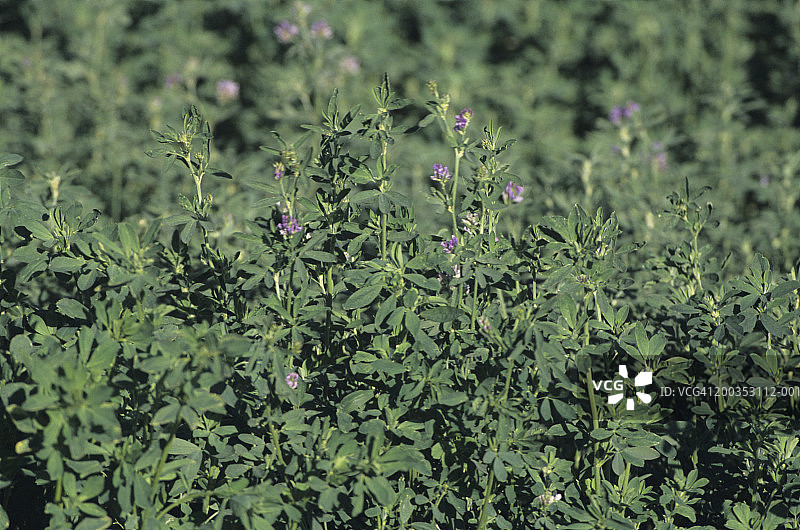 苜蓿田图片素材