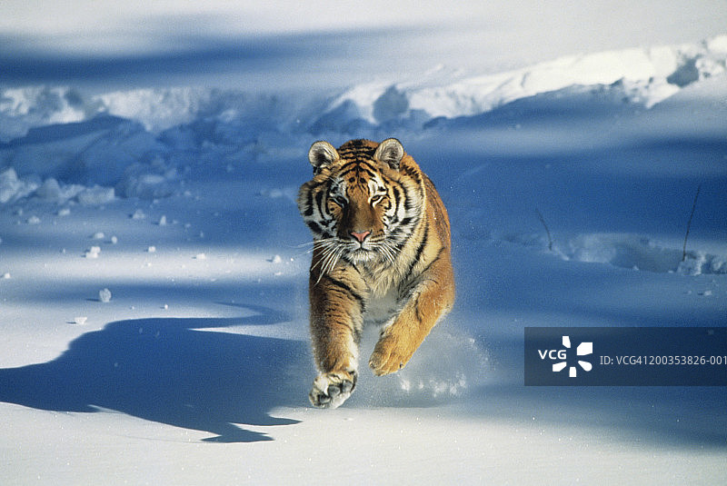 雪地中奔跑的西伯利亚虎图片素材