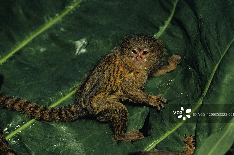 侏儒狨猴图片素材