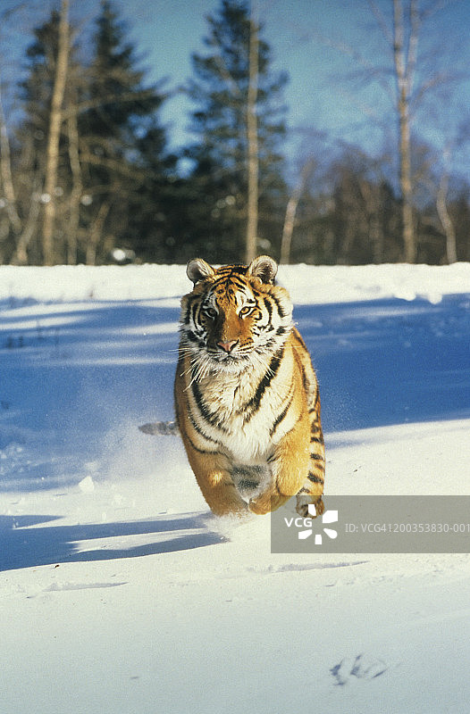 西伯利亚虎冲锋图片素材