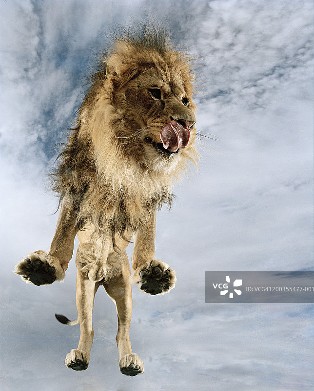 低角度拍摄的狮子（Panthera leo）图片素材